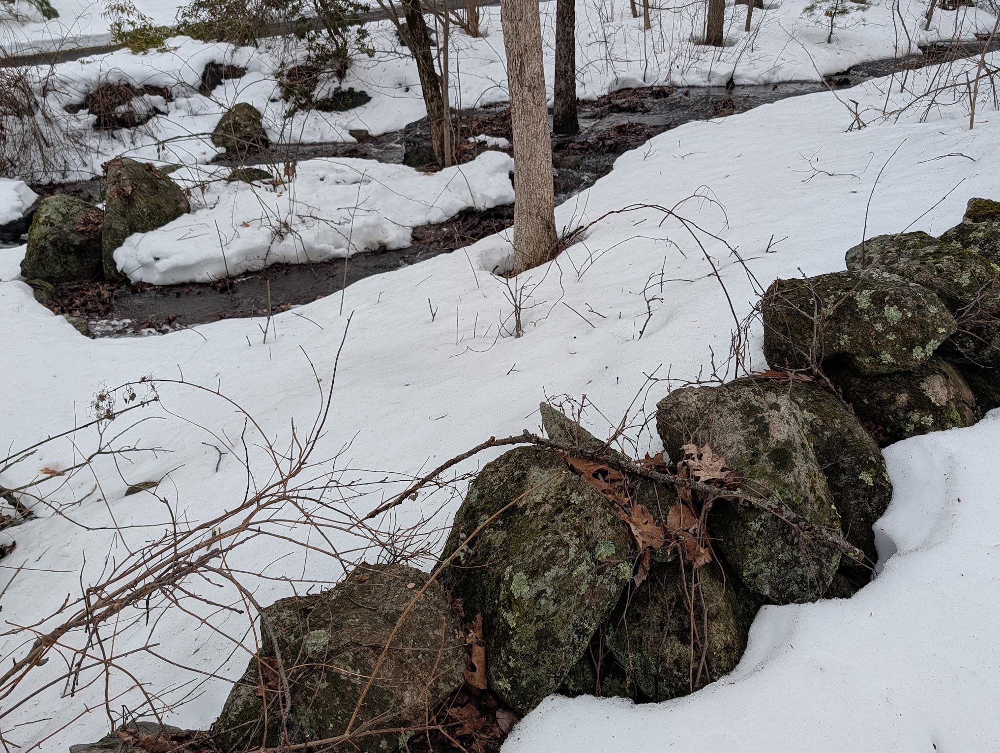 Snow-covered trails in Quissett Wildlife Management Area