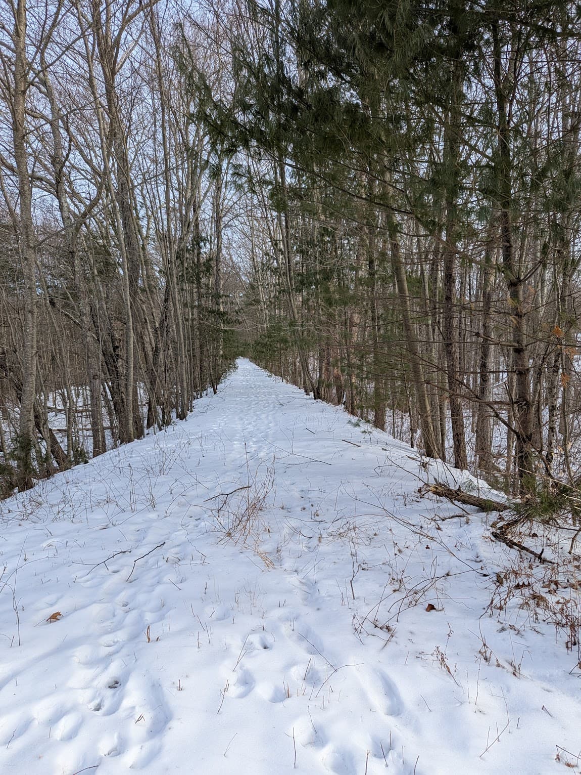 Snow-covered trail through Cormier Woods