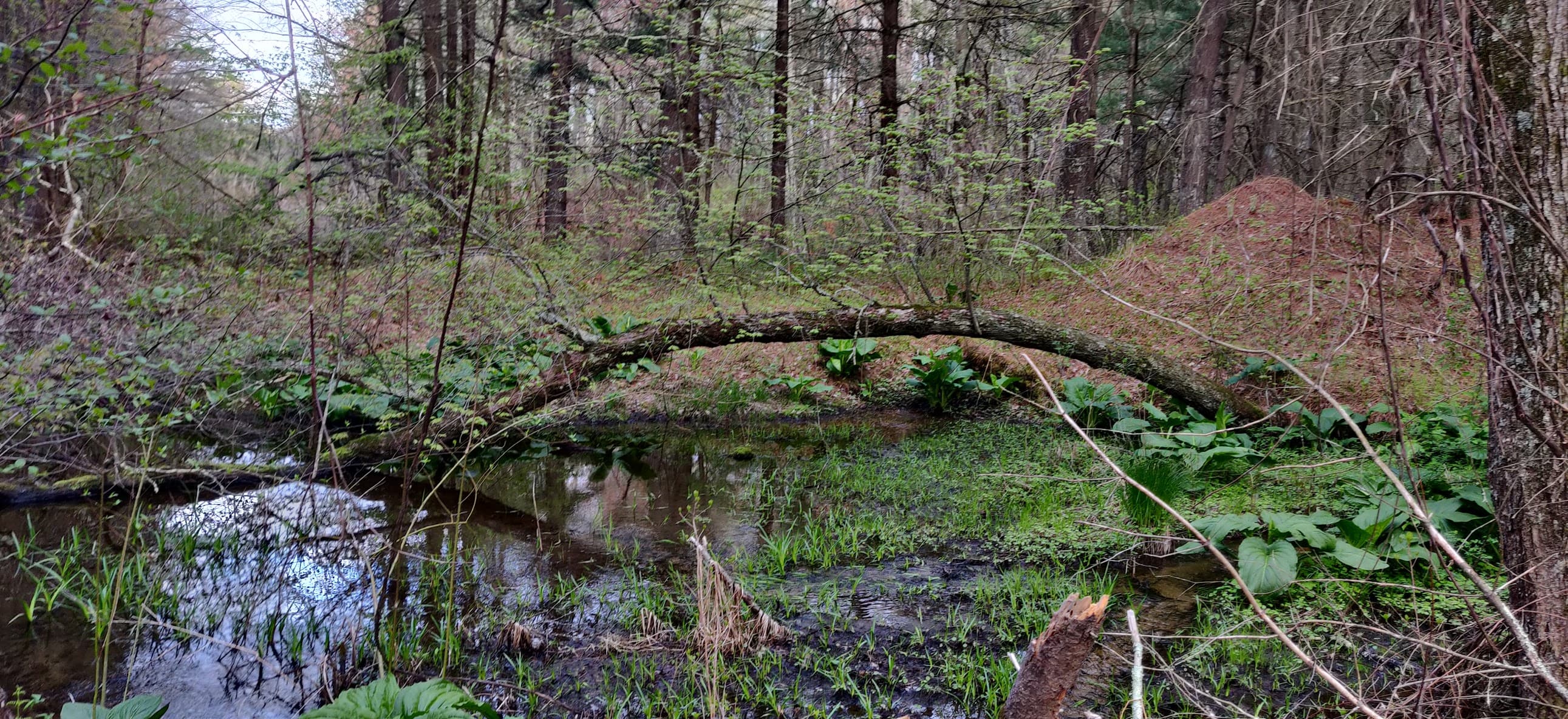Summer forest canopy in Mendon Town Forest